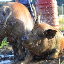 Two Mama pigs getting a hose down