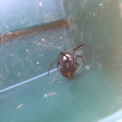 A Black Widow takes a defensive stance